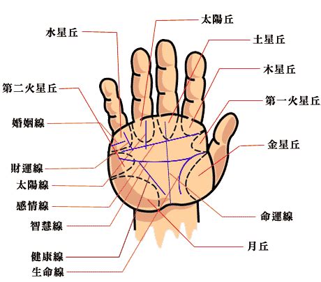 手掌橫紋多|手掌亂紋多，手掌紋各代表什麼意義？